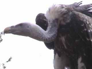 Wenn ich will flieg ich bis auf 11'000 Meter H&ouml;he!